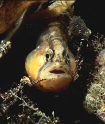 Butterfish.
Menai Straits, N. Wales.
F90X, 60mm.
 by Mark Thomas 